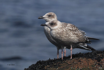 Herring Gull, Ardmore Point, Clyde