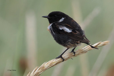 Stonechat, Doonfoot, Ayrshire