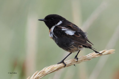 Stonechat, Doonfoot, Ayrshire