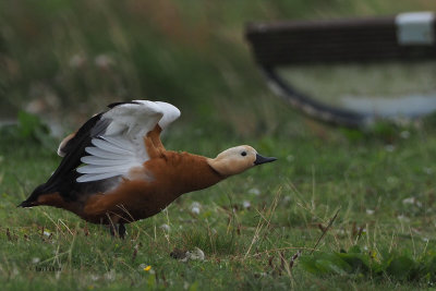 Ruddy Shelduck, Tarbolton, Ayrshire