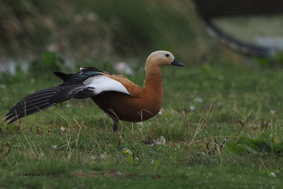 Ruddy Shelduck, Tarbolton, Ayrshire