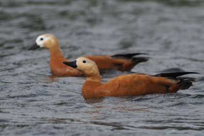 Ruddy Shelduck, Tarbolton, Ayrshire