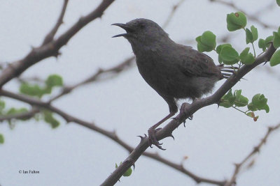 Grey Wren Warbler, lark plains near Mt Meru