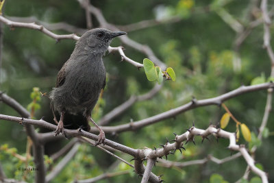 Grey Wren Warbler, lark plains near Mt Meru