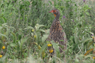 Grey-breasted Francolin (or Spurfowl), Ndutu area