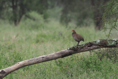 Grey-breasted Francolin (or Spurfowl), Ndutu area