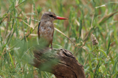 Grey-headed Kingfisher, Tarangire NP