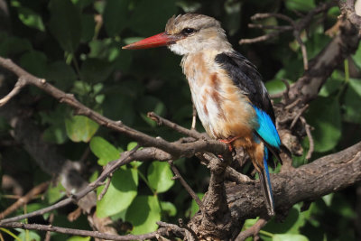 Grey-headed Kingfisher, Tarangire NP