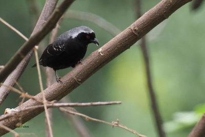 Grey-headed Nigrita, Ndutu area