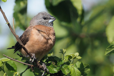 Grey-headed Silverbill, Ndutu area