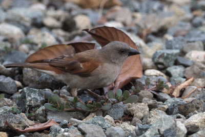 Grey-headed Sparrow, Meru View Lodge garden