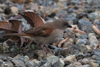 Grey-headed Sparrow, Meru View Lodge garden