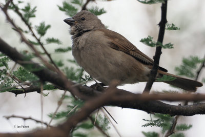 Swahili Sparrow, Tarangire NP