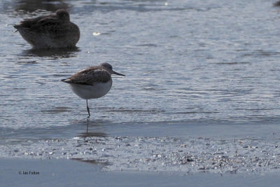 Greenshank, RSPB Baron's Haugh, Clyde