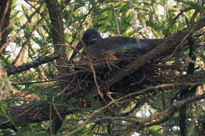 Hadada Ibis, Meru View Lodge garden