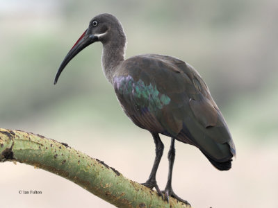 Hadada Ibis, Arusha NP