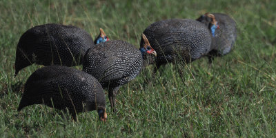 Helmeted Guineafowl, Serengeti NP