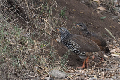 Hildebrandt's Francolin, Arusha NP