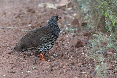 Hildebrandt's Francolin, Ngorongoro crater rim