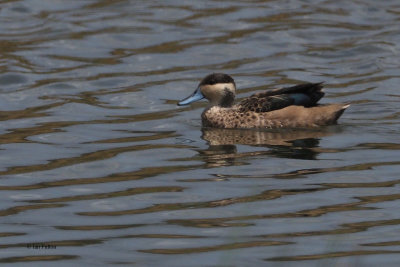 Hottentot Teal, Arusha NP