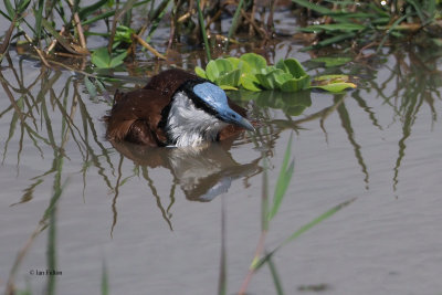 African Jacana, Lake Manyara NP