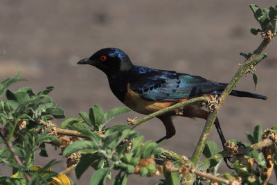 Hildebrandt's Starling, Serengeti NP