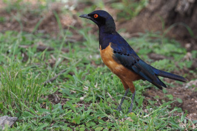 Hildebrandt's Starling, Serengeti NP