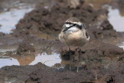 Kittlitz's Plover, Lake Manyara NP