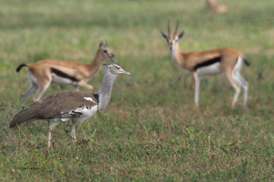 Kori Bustard, Ndutu to Serengeti drive