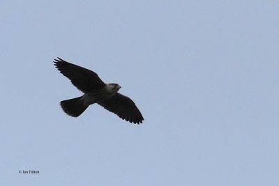 Lanner Falcon, Arusha NP