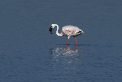 Lesser Flamingo, Ndutu Lake