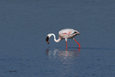 Lesser Flamingo, Ndutu Lake