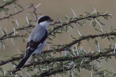 Lesser Grey Shrike, Tarangire NP