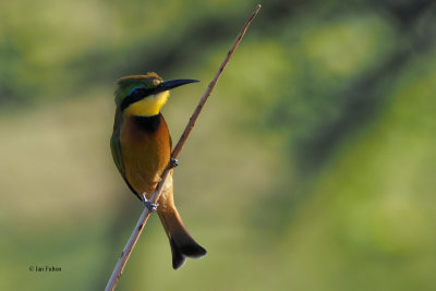 Little Bee-eater, Tarangire NP