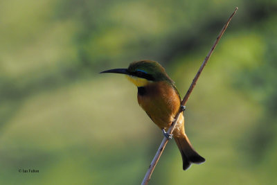 Little Bee-eater, Tarangire NP