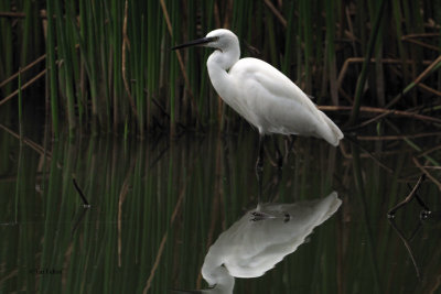 Little Egret, Arusha NP