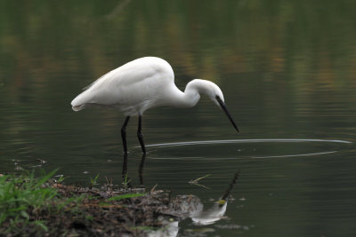 Little Egret, Arusha NP