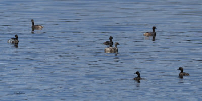 Little Grebe, Arusha NP