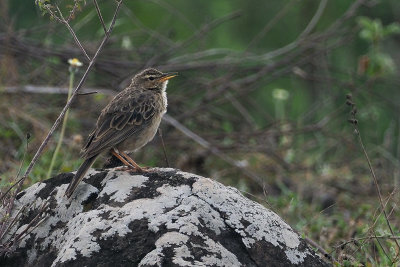 Long-billed Pipit, Arusha NP