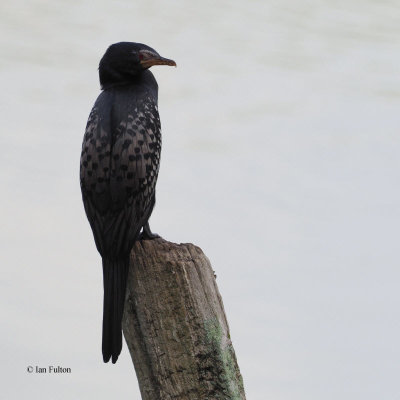 Long-tailed Cormorant, Lake Duluti-Arusha