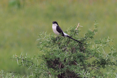 Long-tailed Fiscal, Tarangire NP