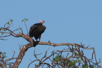 Lappet-faced Vulture, Tarangire NP