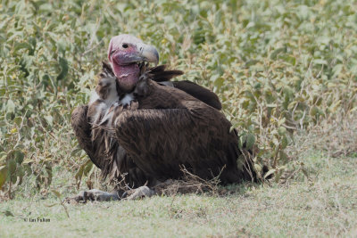 Lappet-faced Vulture, Ngorongoro crater