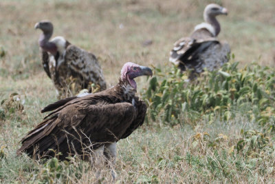 Lappet-faced Vulture, Ngorongoro crater