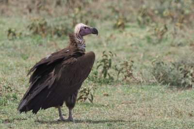 Lappet-faced Vulture, Ngorongoro crater