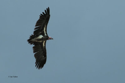 Lappet-faced Vulture, Ngorongoro crater