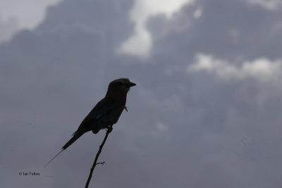 Lilac-breasted Roller, Tarangire NP