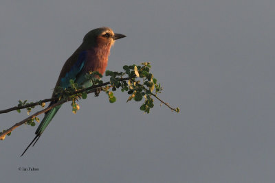 Lilac-breasted Roller, Tarangire NP