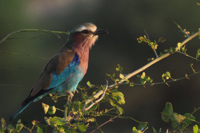 Lilac-breasted Roller, Tarangire NP