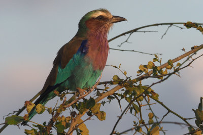 Lilac-breasted Roller, Tarangire NP